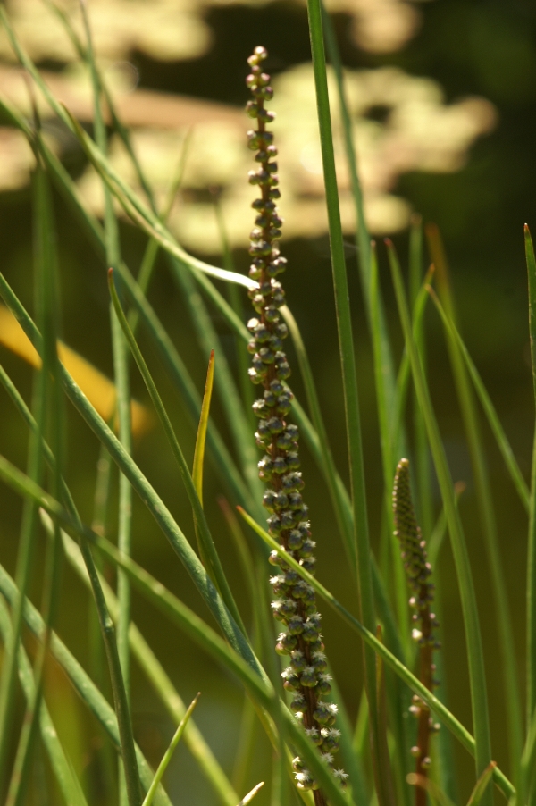 Triglochin striata